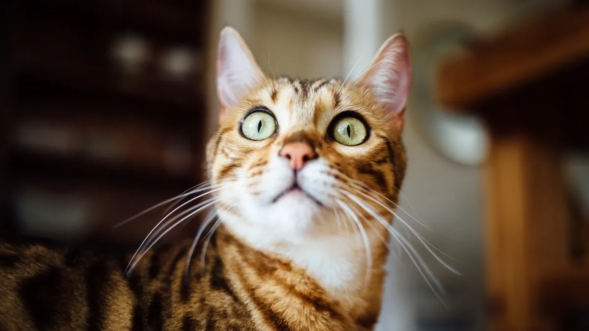 Gefleckte Bengal-Katze mit Rosetten-Zeichnung
