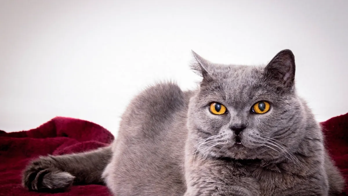 Graue Britisch-Kurzhaar-Katze mit kupferfarbenen Augen sitzt aufrecht