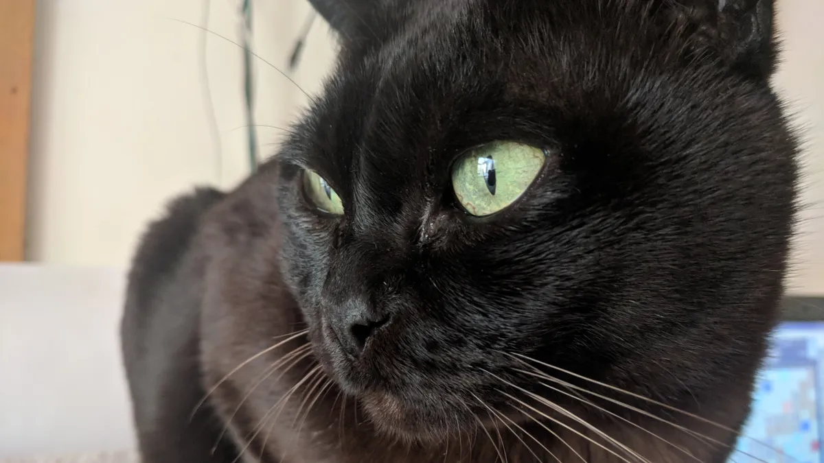 Schlanke braune Burma-Katze mit goldenen Augen