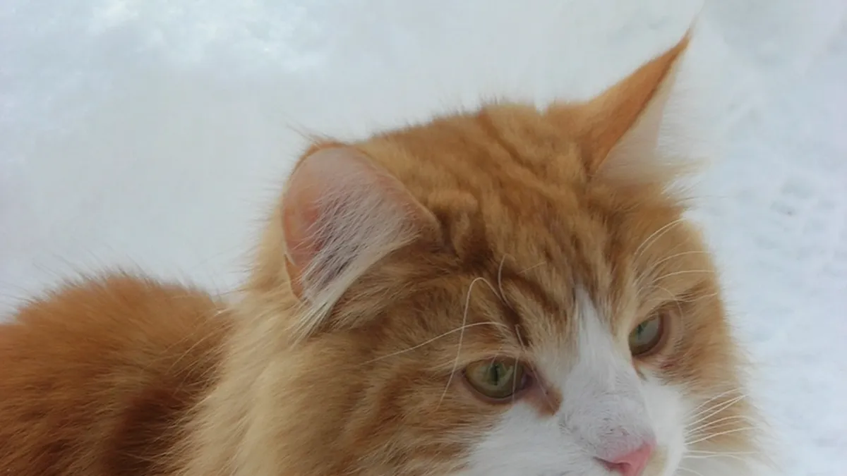Flauschige Norwegische Waldkatze mit dichter Halskrause im Freien