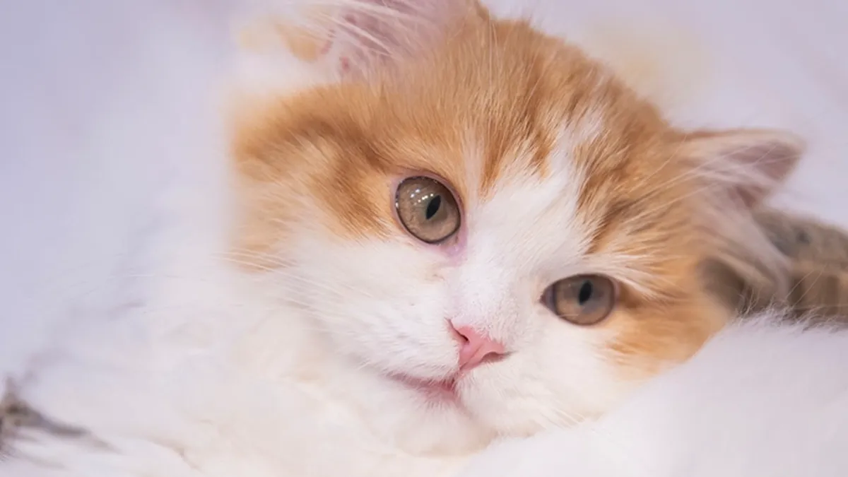 Langhaarige Perserkatze mit flachem Gesicht ruht in der Wohnung
