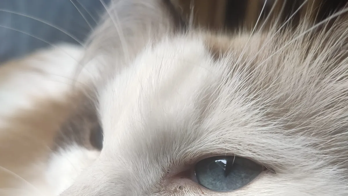 Ragdoll-Katze mit blauen Augen, hellem Fell und dunklen Abzeichen