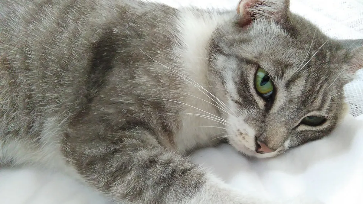 Getigerte Hauskatze aus dem Tierschutz entspannt zu Hause