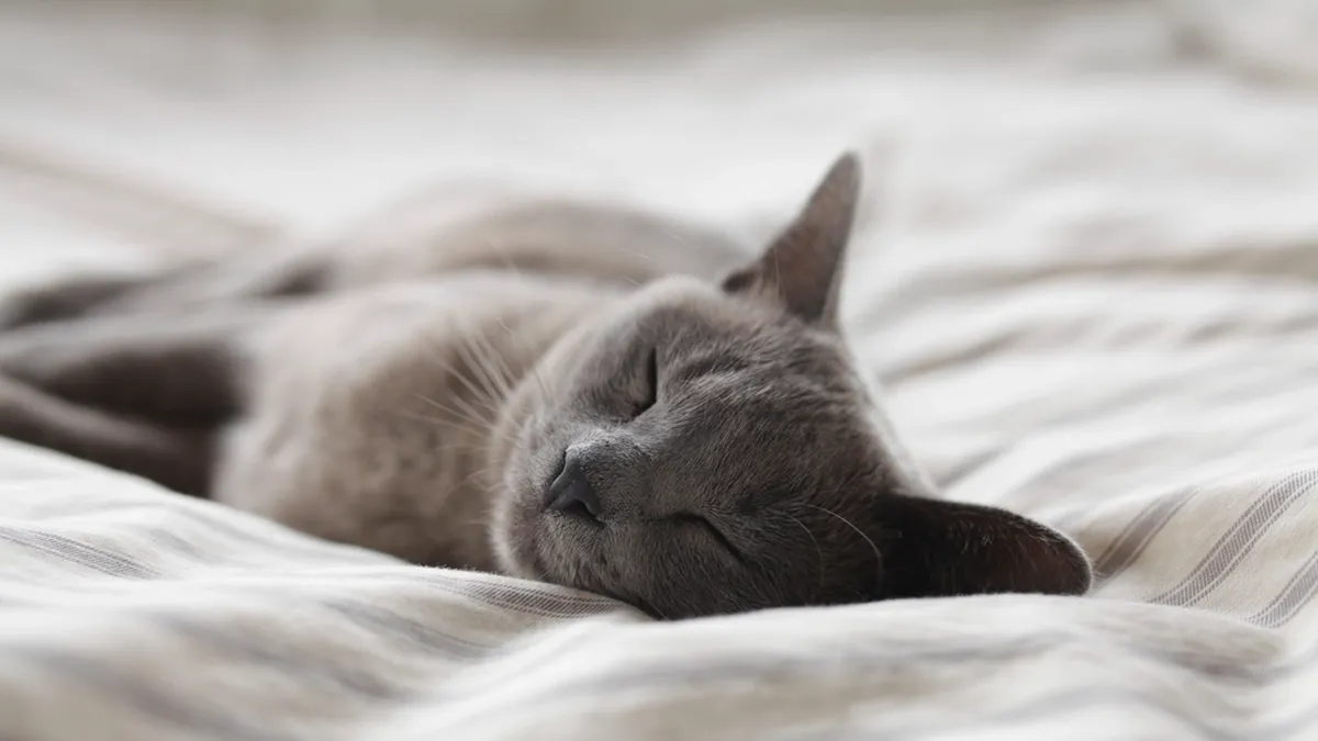 Silbergraue Russisch-Blau-Katze mit grünen Augen