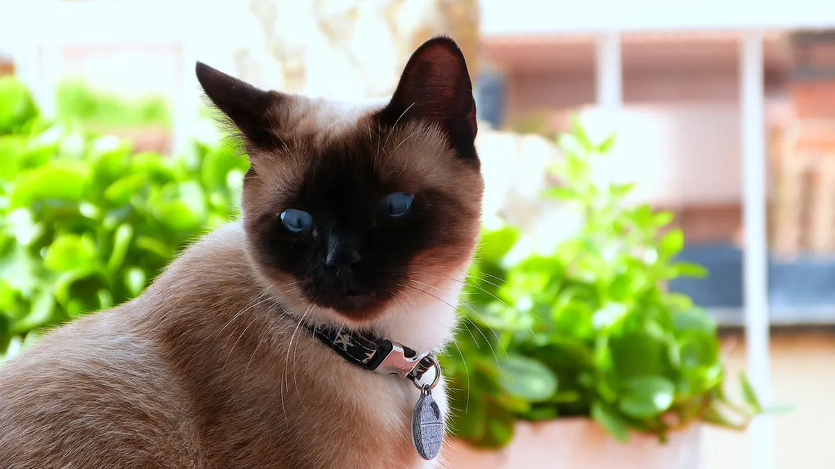 Siamkatze mit blauen Augen und dunklen Abzeichen blickt in die Kamera