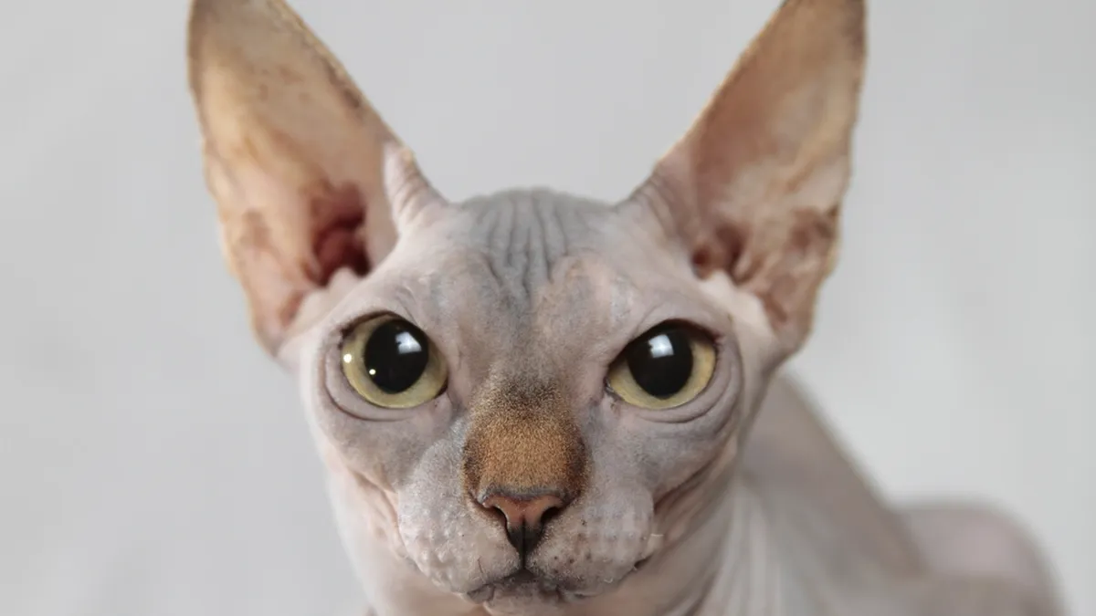 Haarlose Sphynx-Katze mit großen Ohren und faltiger Haut