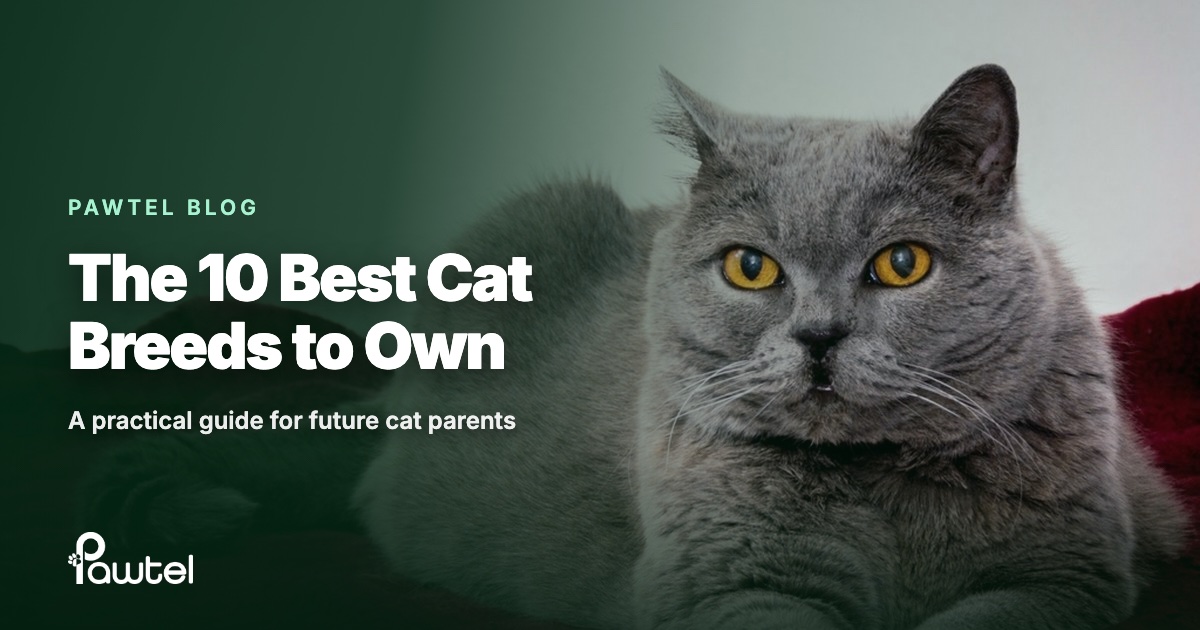The 10 best cat breeds to own: Pawtel guide cover featuring a British Shorthair cat