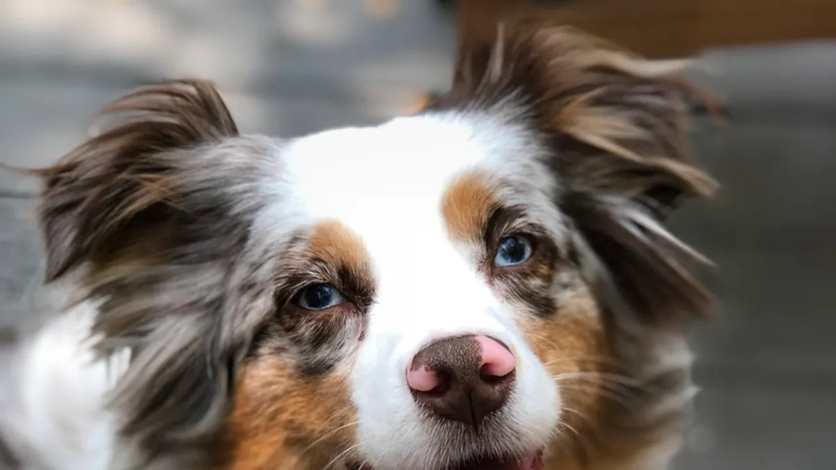 Lächelnder Australian Shepherd in Red Merle
