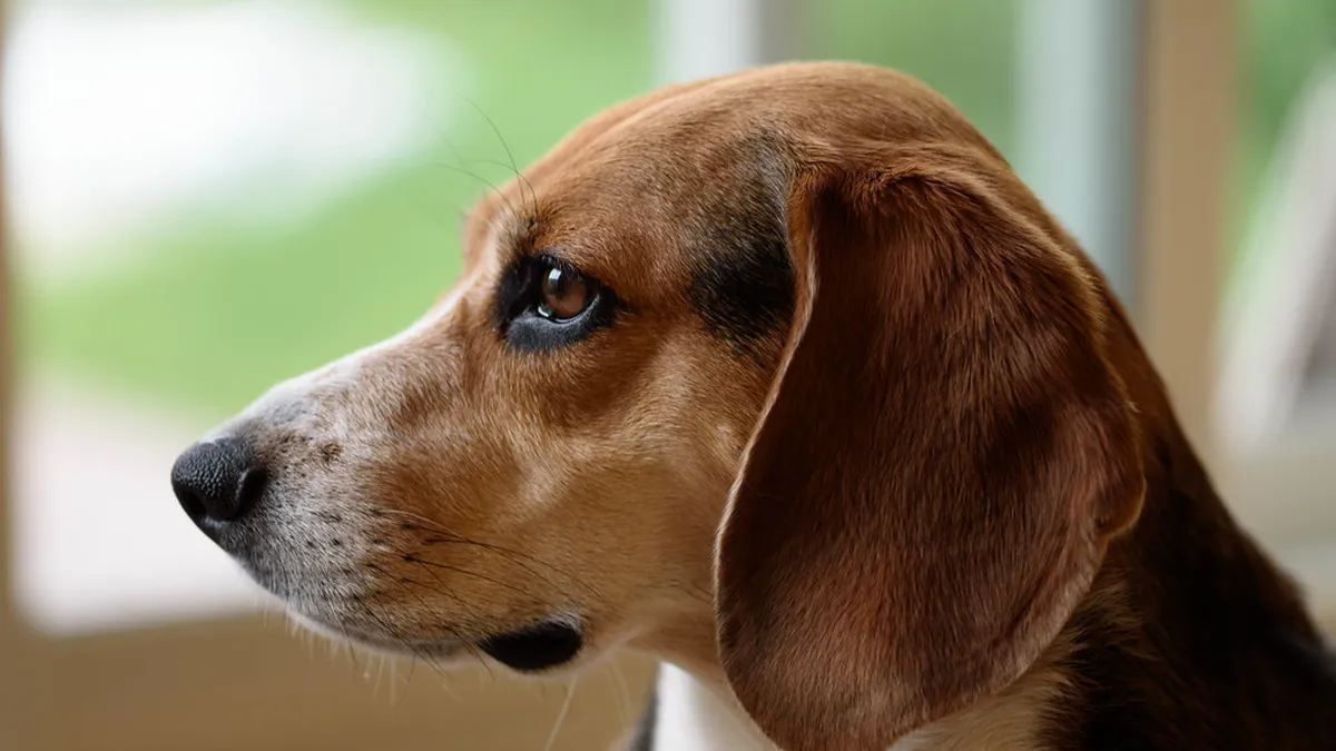 Dreifarbiger Beagle im Profil