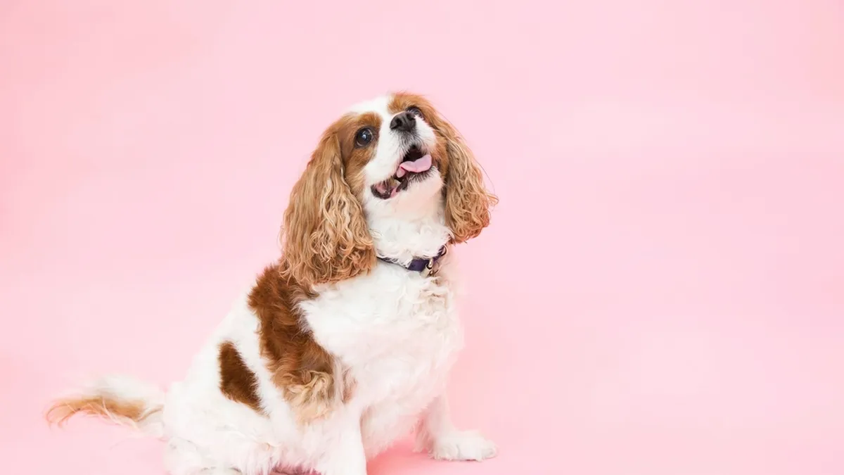 Cavalier King Charles Spaniel sitzt in einem Fotostudio