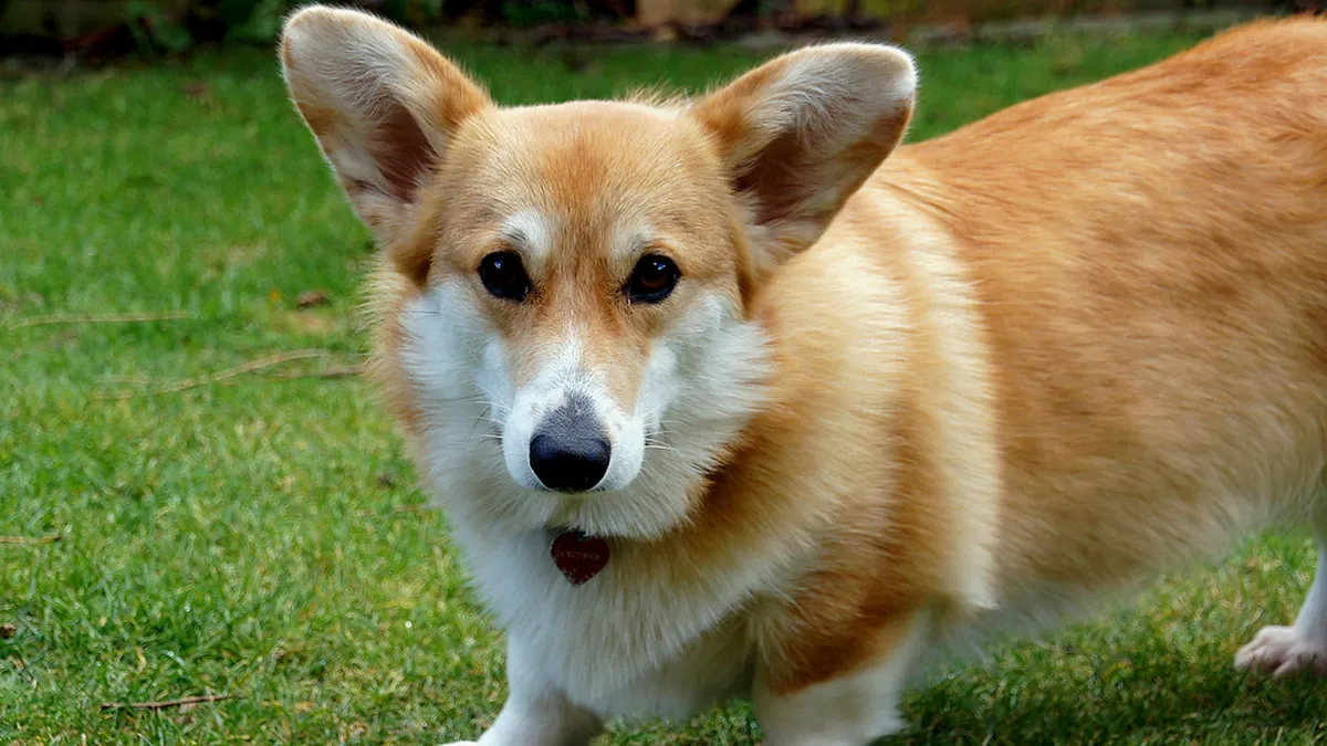 Welsh Corgi Pembroke steht auf grünem Gras