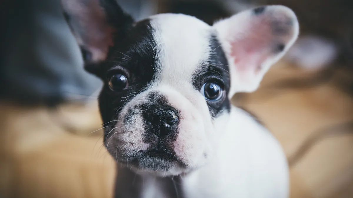 Welpe einer Französischen Bulldogge mit schwarz-weißer Zeichnung blickt in die Kamera