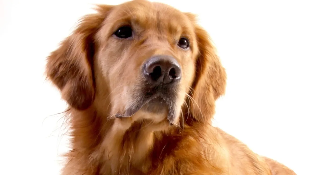 Golden Retriever liegend vor weißem Hintergrund