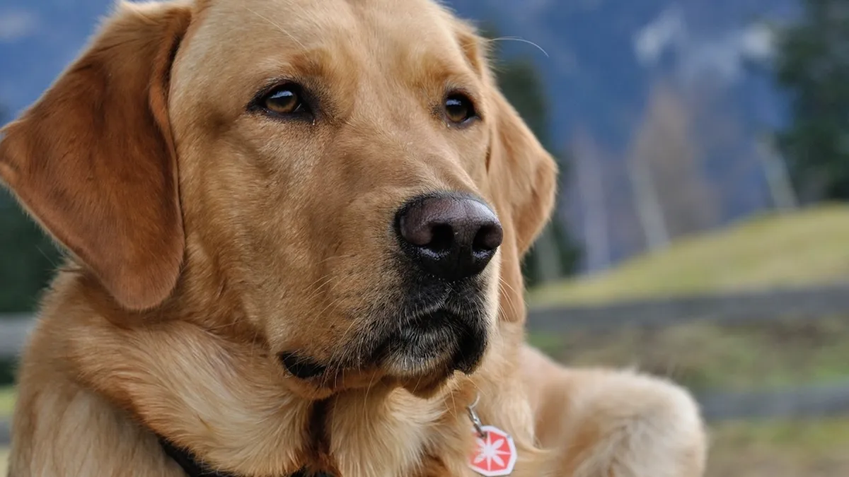 Porträt eines gelben Labrador Retrievers im Freien