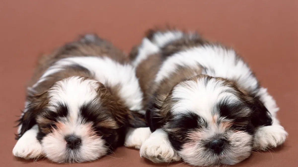 Zwei Shih-Tzu-Welpen schlafen nebeneinander
