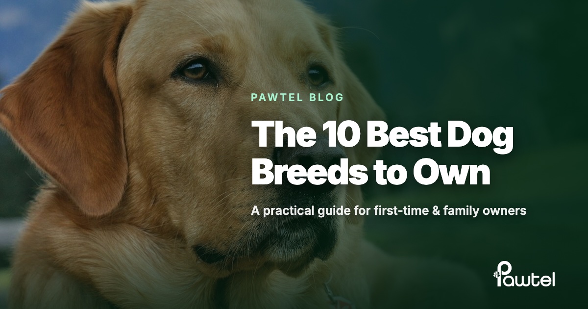 The 10 best dog breeds to own: Pawtel guide cover featuring a yellow Labrador Retriever