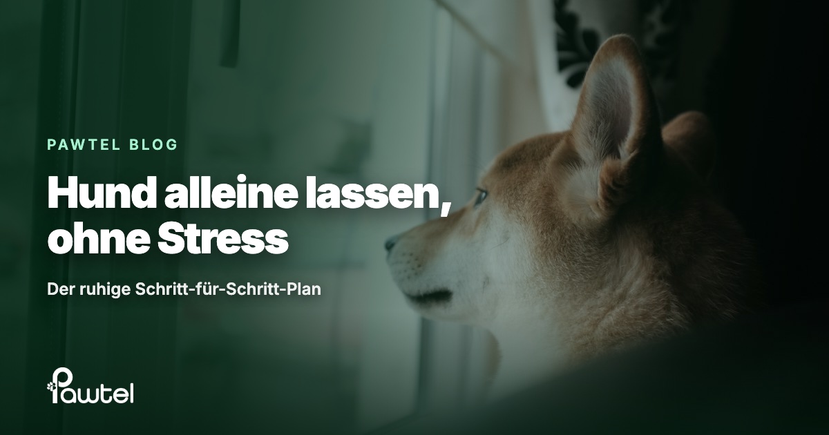 Hund alleine lassen: Pawtel Ratgeber-Cover mit einem Hund, der aus dem Fenster schaut