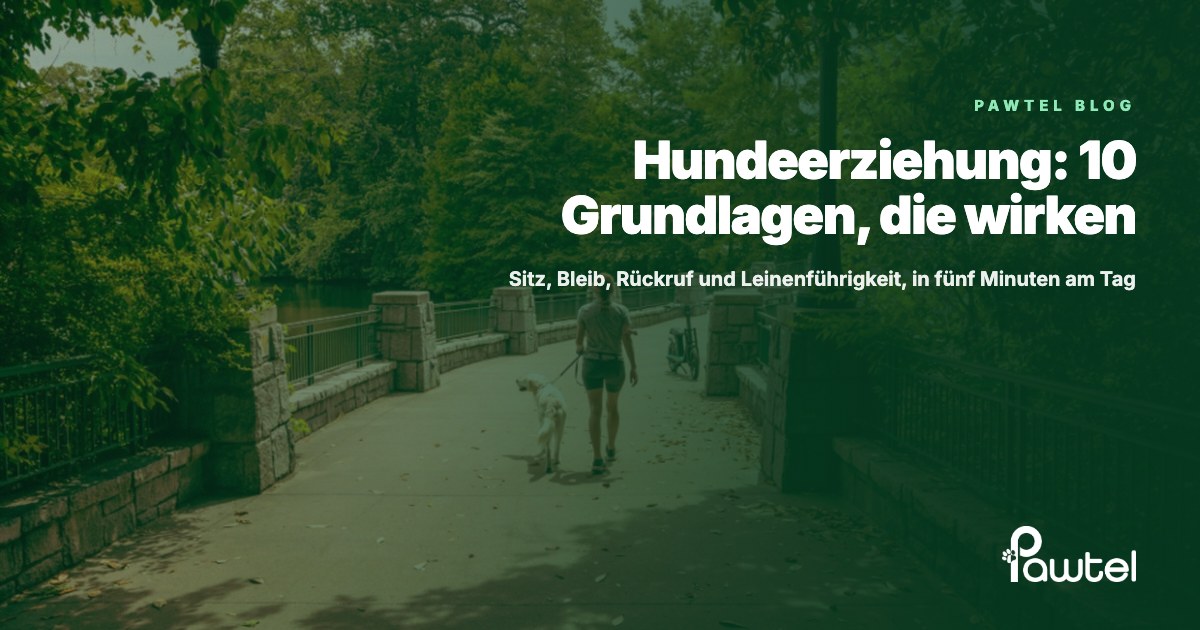 Hundeerziehung: Titelbild mit einer Frau, die ihren Hund an lockerer Leine durch einen grünen Park führt
