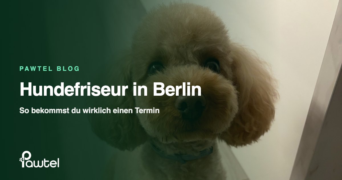 Hundefriseur in Berlin: Ratgeber-Cover mit einem frisch frisierten Zwergpudel