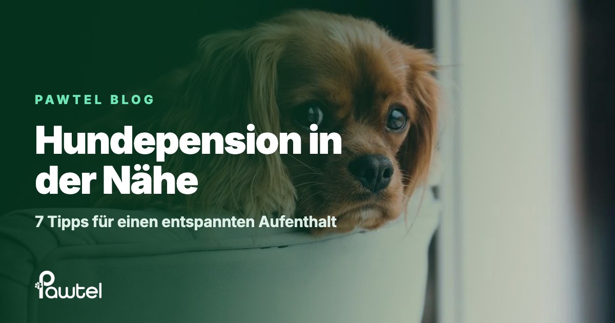 Hundepension in der Nähe: Ratgeber-Cover mit einem Cavalier-Spaniel auf dem Sofa seiner Betreuerin