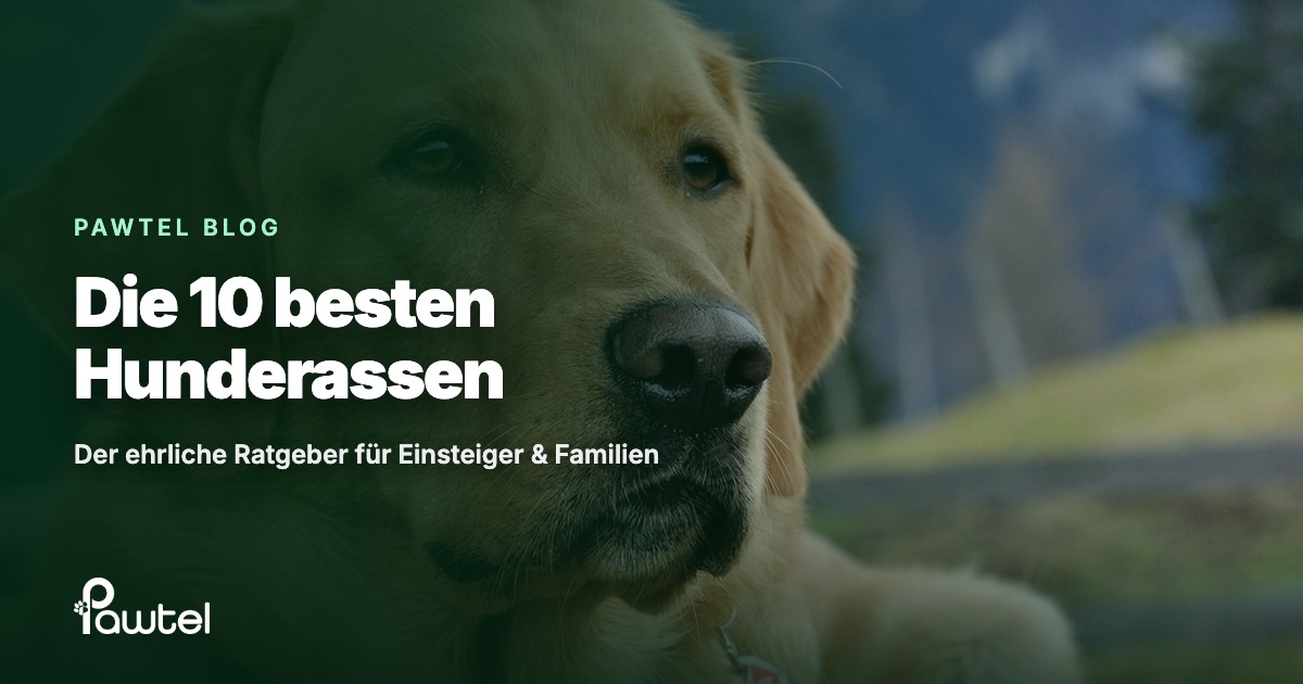Die 10 besten Hunderassen: Pawtel Ratgeber-Cover mit einem gelben Labrador Retriever