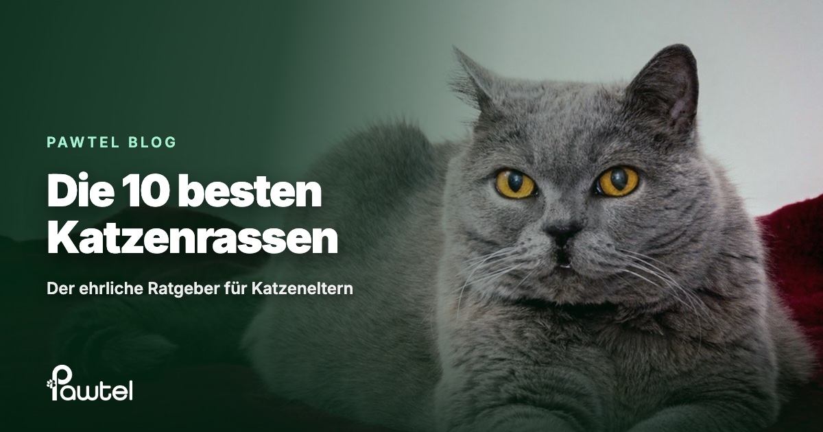 Die 10 besten Katzenrassen: Pawtel Ratgeber-Cover mit einer Britisch-Kurzhaar-Katze