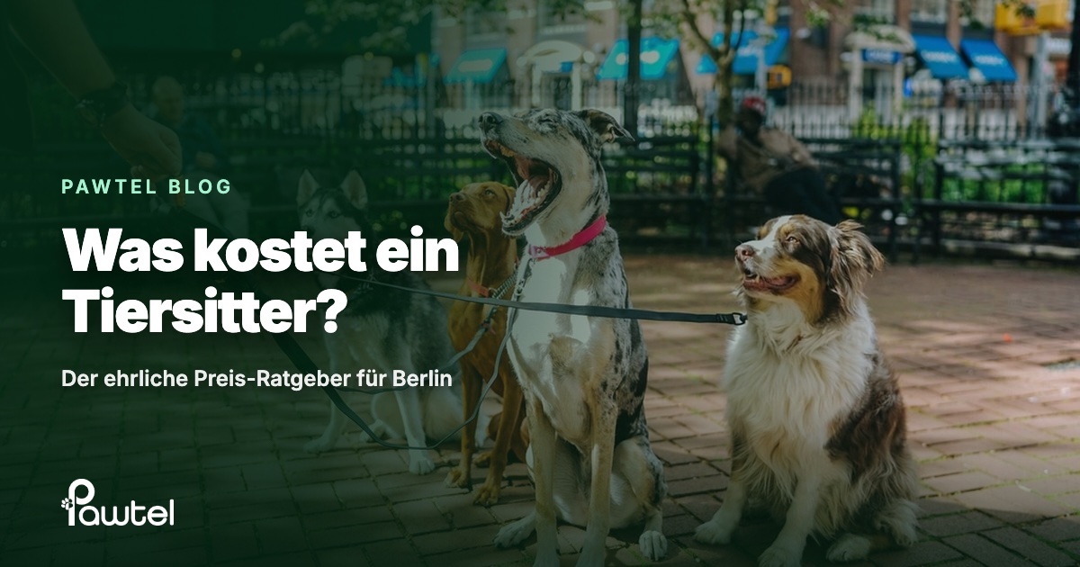 Was kostet ein Tiersitter in Berlin: Pawtel Ratgeber-Cover mit einem Gassi-Geher und mehreren Hunden