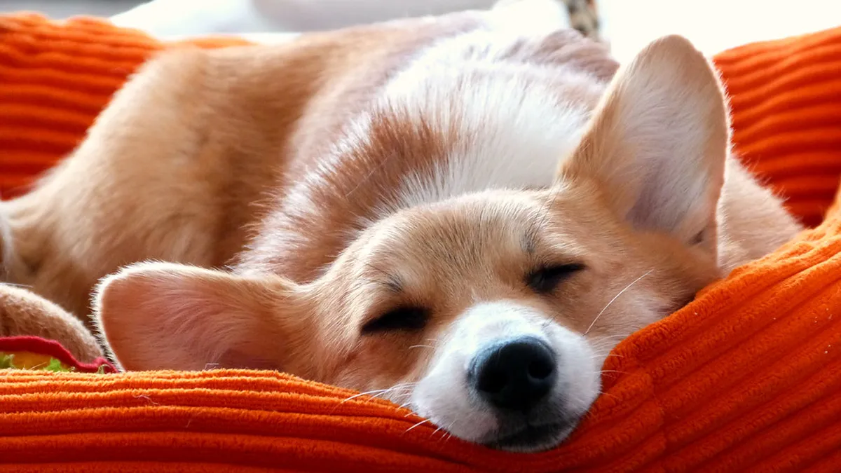A corgi sleeping soundly in a soft orange dog bed during home dog boarding