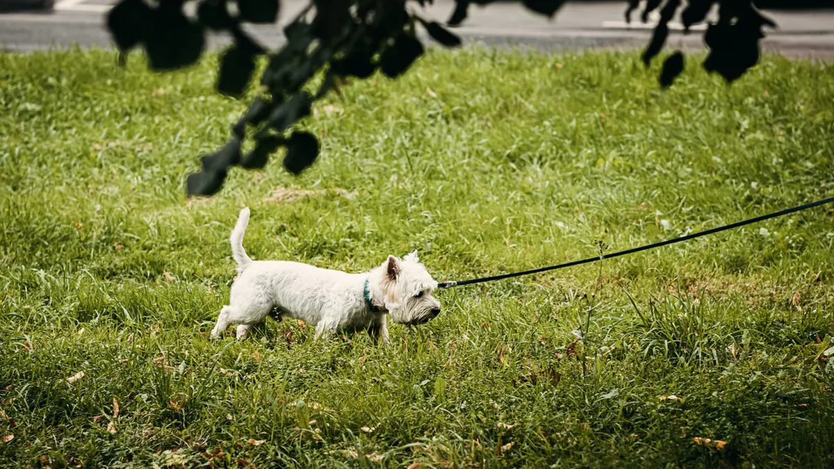 A west highland terrier on a leash walk across a green lawn during a boarding stay