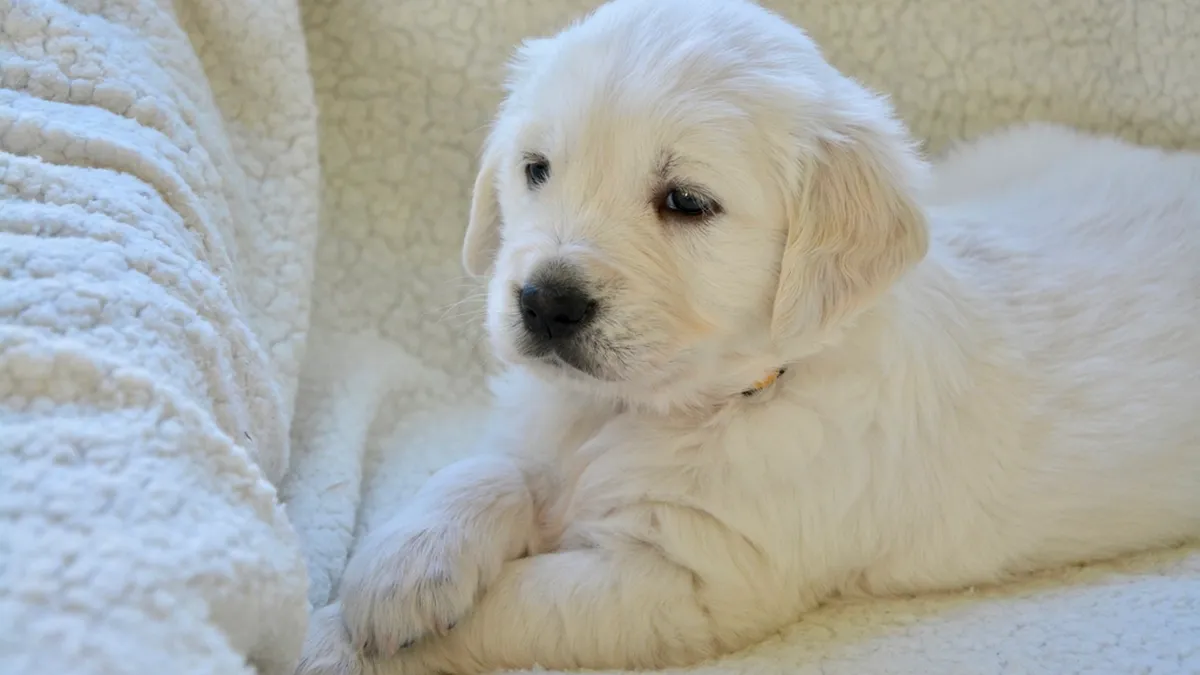 A golden retriever puppy lying on a familiar white blanket packed for a dog boarding stay