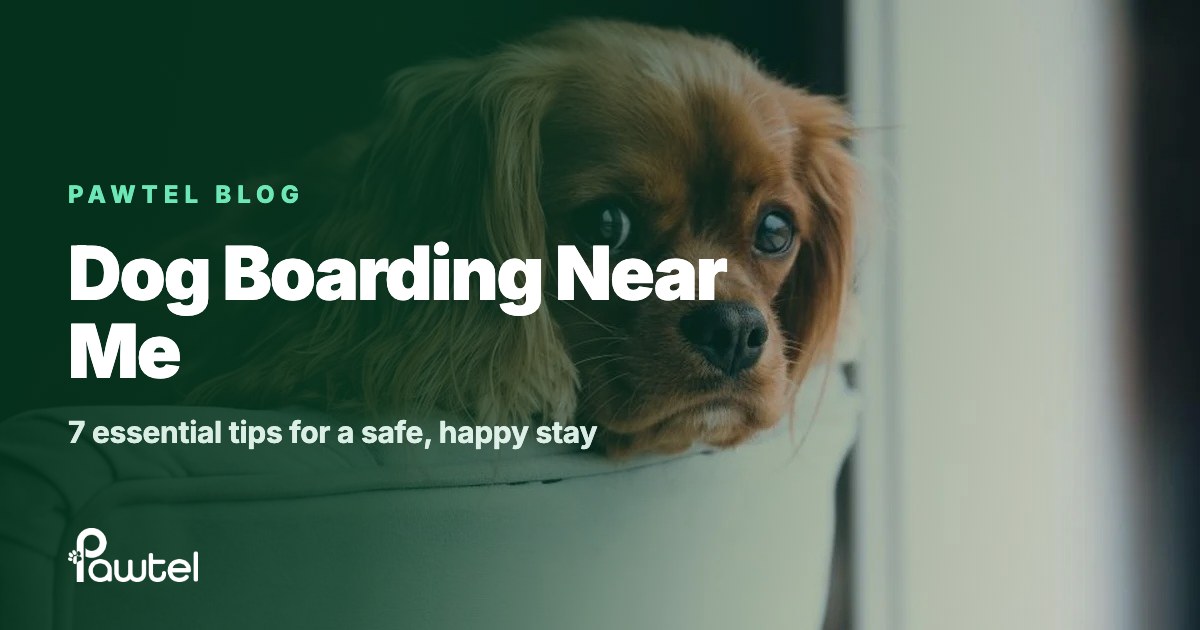 Dog boarding near me guide cover: a cavalier spaniel resting on a sofa in a sitter's home