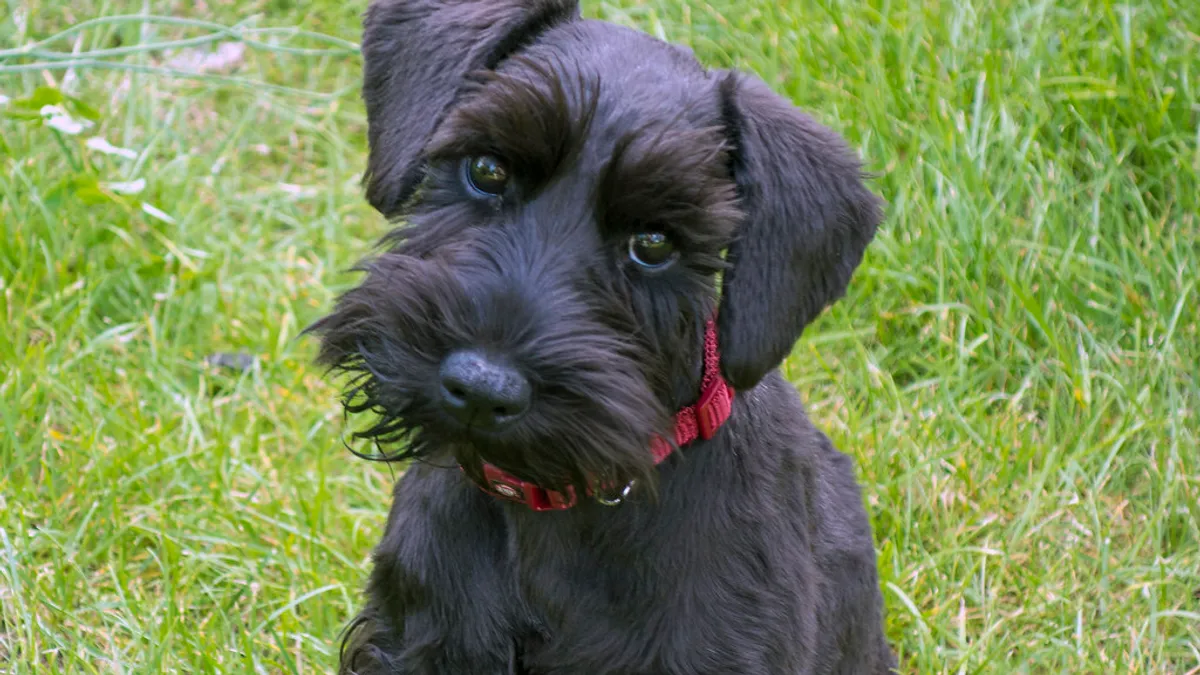 Ein schwarzer Zwergschnauzer mit sauber getrimmtem Rauhaarfell sitzt im Gras