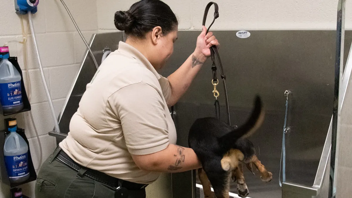 Eine Hundefriseurin hebt einen jungen Hund in eine professionelle Edelstahl-Badewanne