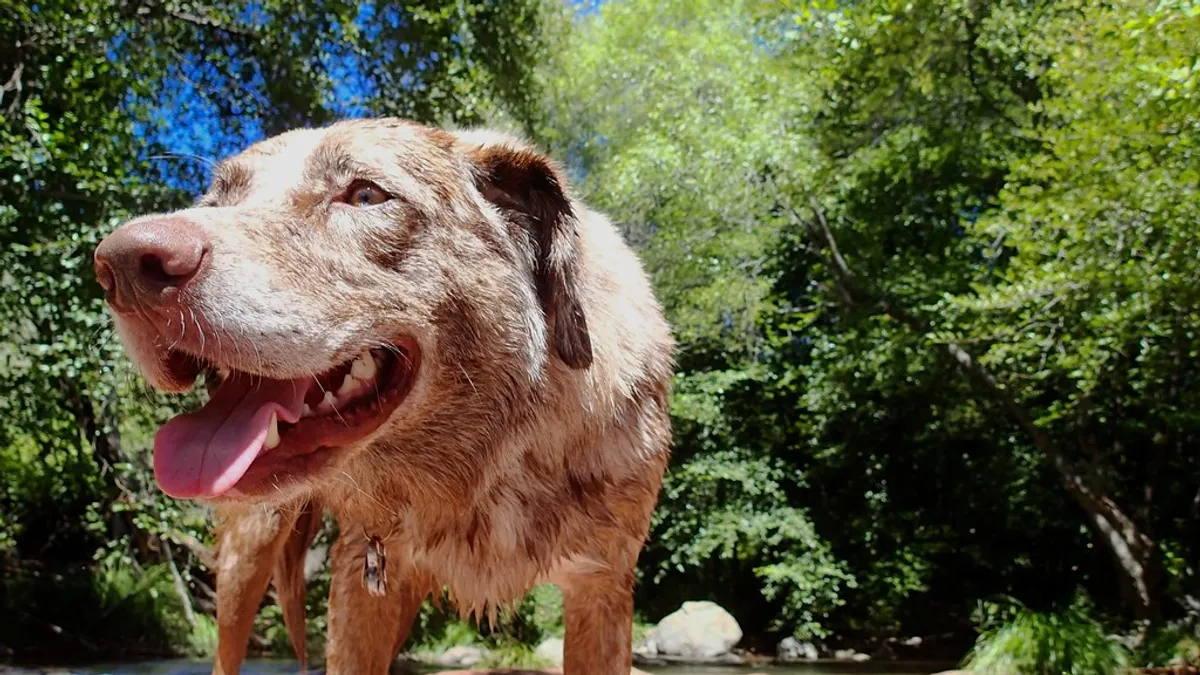 Ein glücklicher nasser Hund steht nach dem Schwimmen in einem Bach