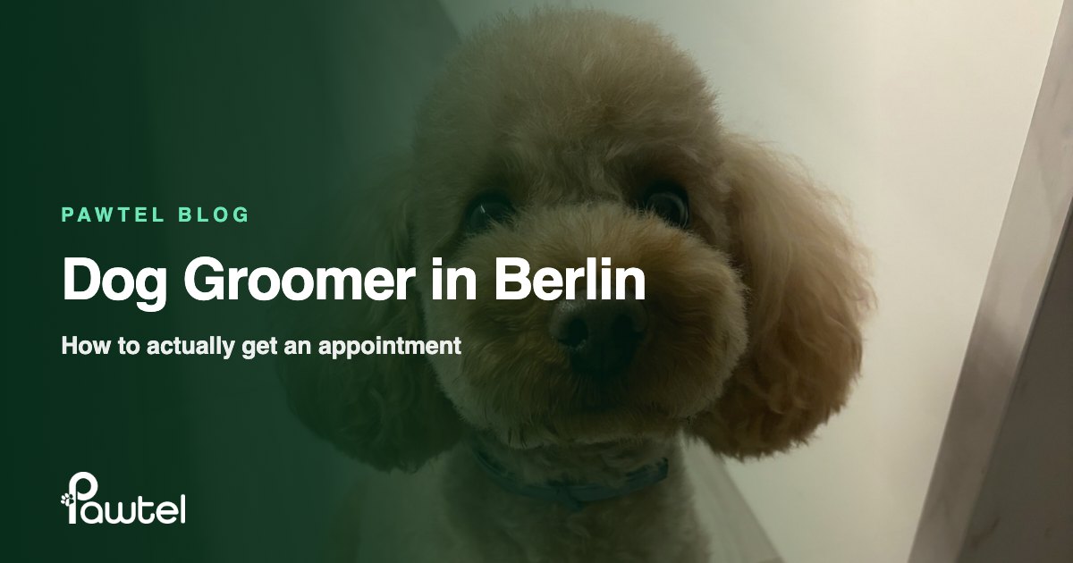 Dog groomer in Berlin guide cover: a freshly groomed toy poodle looking at the camera