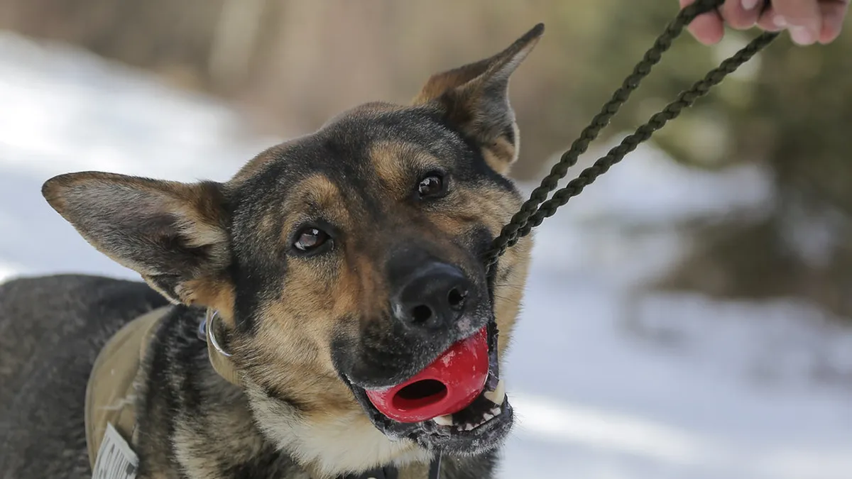Hund hält freudig einen roten Ball
