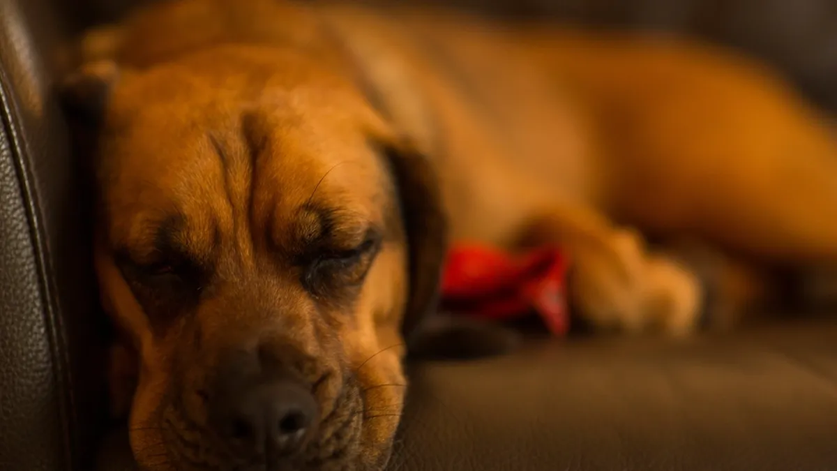 Hund schläft tief und entspannt auf einem Sofa