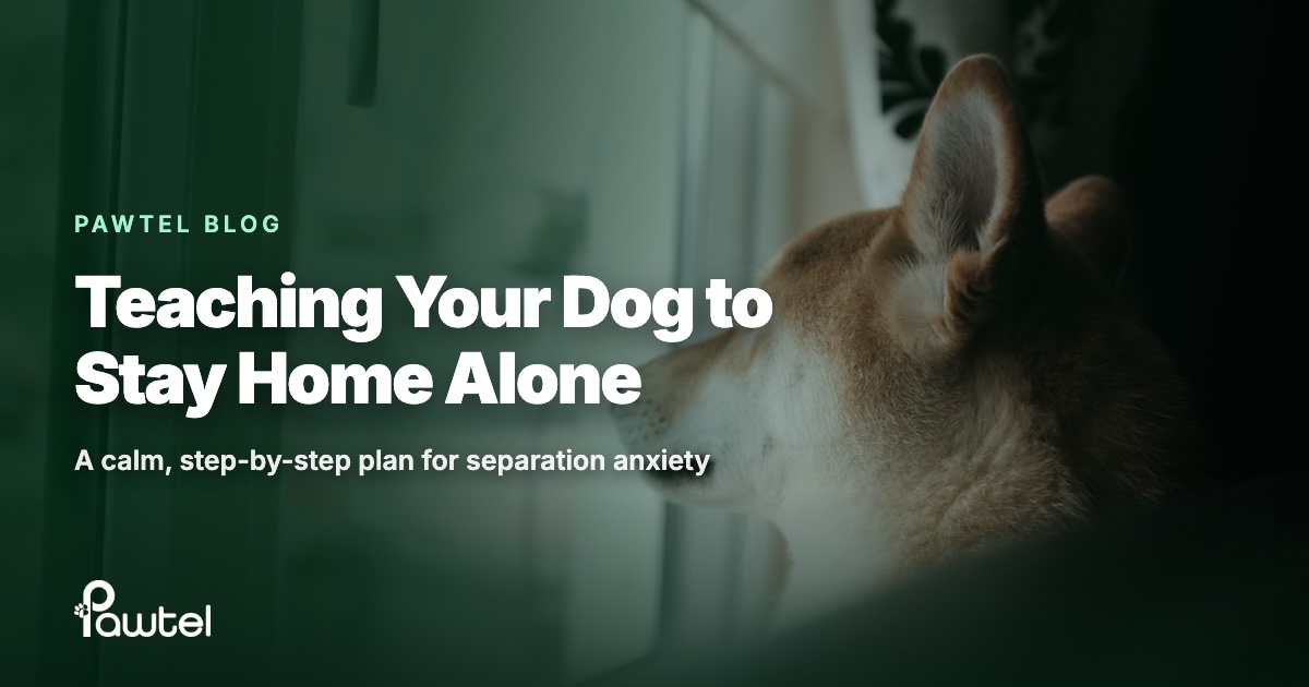 Teaching your dog to stay home alone: Pawtel guide cover with a dog gazing out of a window