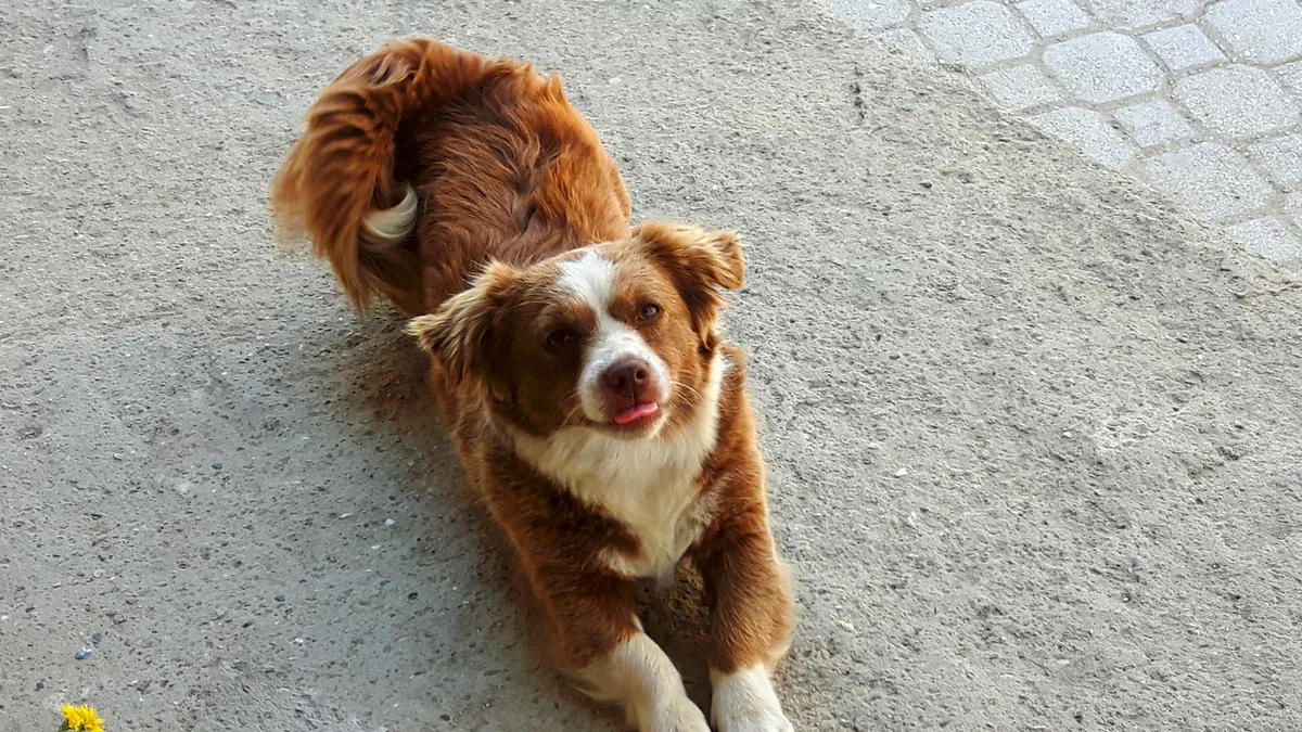 A brown and white dog lying down and making eye contact, the attention every dog training session is built on