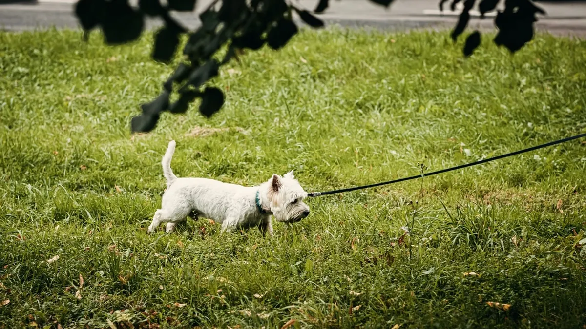 A small white dog pulling ahead on a taut lead, the problem loose lead dog training solves