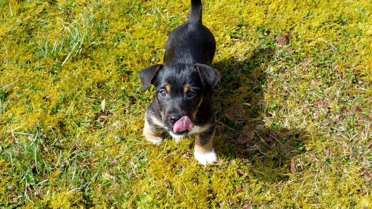 A young puppy looking up at its owner during an early dog training session on the grass