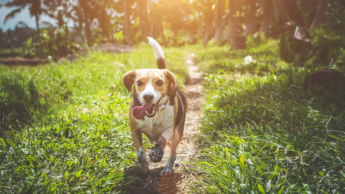 A beagle running back towards the camera during dog training recall practice on a path
