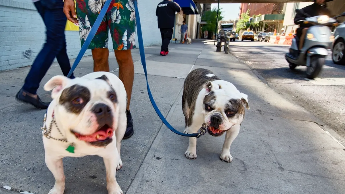 Two bulldogs on leashes during a city walk booked through a pet sitter app