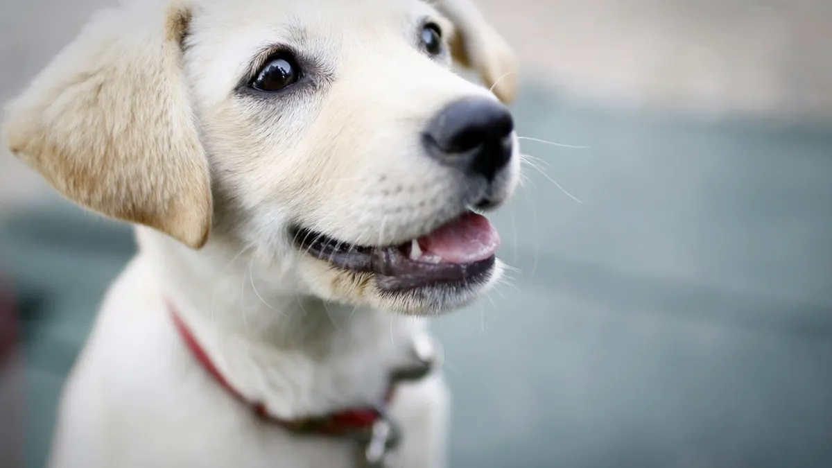 A smiling white labrador puppy looking up at its sitter on a first meet and greet