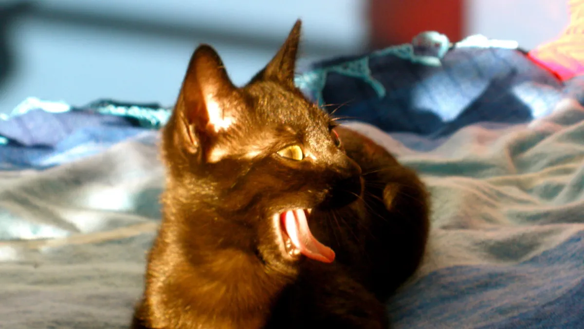Entspannte Katze räkelt sich gähnend auf einem Bett
