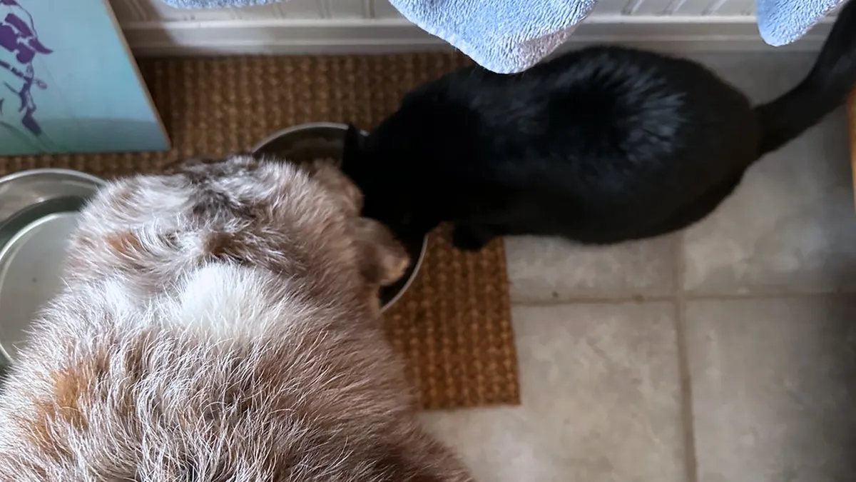 Hund und Katze fressen nebeneinander aus ihren Näpfen
