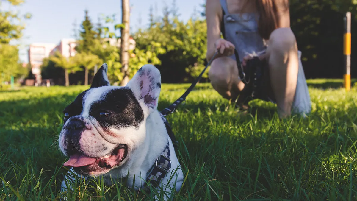 A French Bulldog relaxing on the grass with their owner nearby