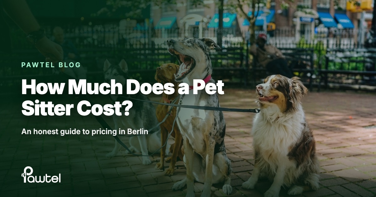 How much does a pet sitter cost in Berlin: Pawtel guide cover with a dog walker and their pack