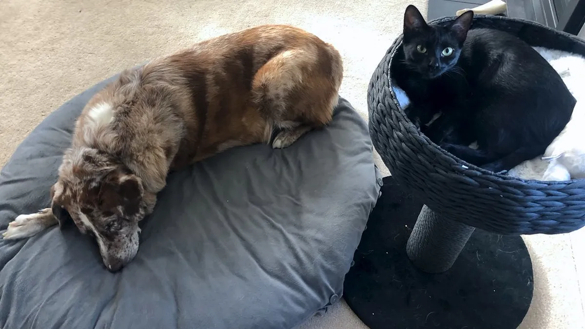 A dog and a black cat relaxing on their own beds during a pet sitter's home visit