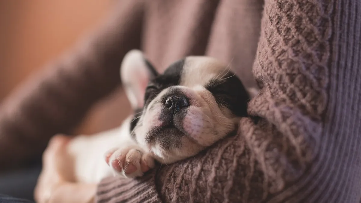 A french bulldog puppy sleeping soundly in the arms of its pet sitter